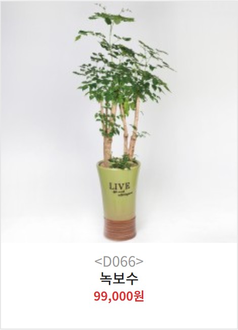 양산 녹보수 대형화분