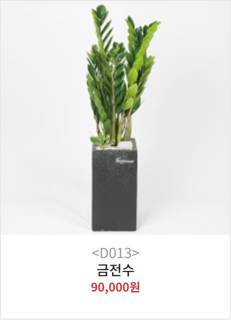 양산 금전수 개업화분