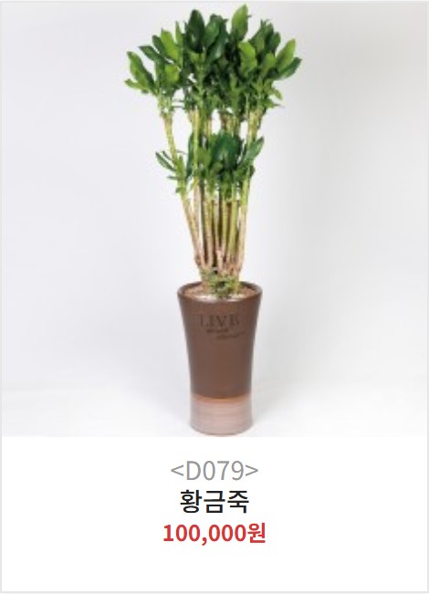 양산 황금죽 개업화분